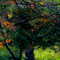 image12